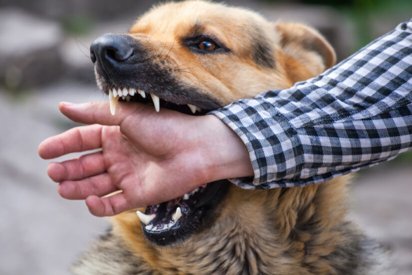 Photo of a Dog Biting a Man's Hand